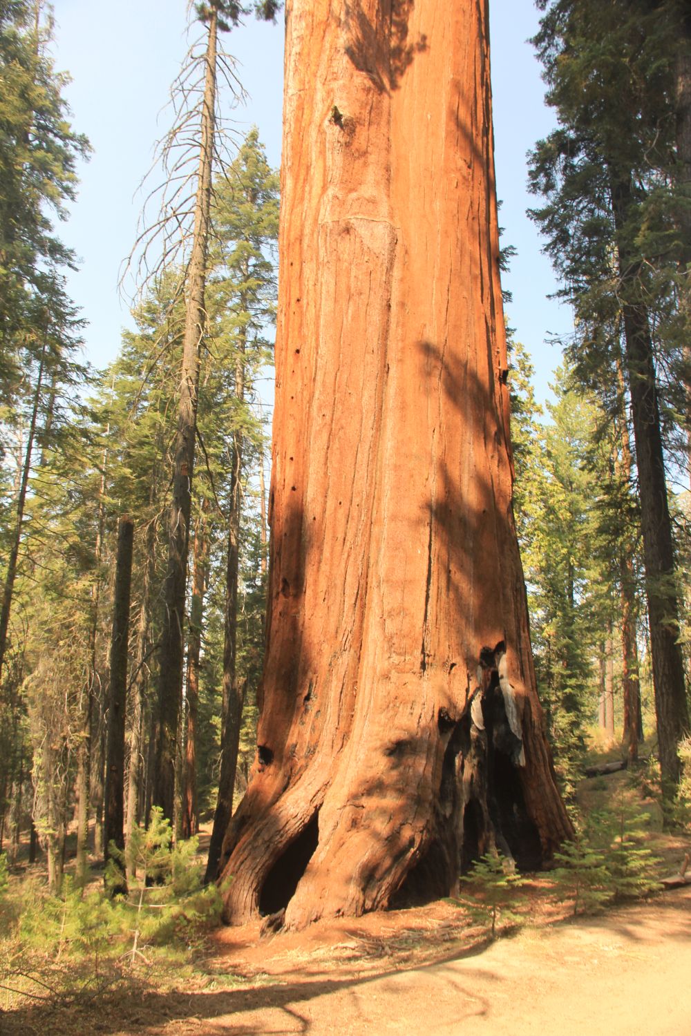 Grant Tree Trail, Boundary Trail and North Grove Trail 